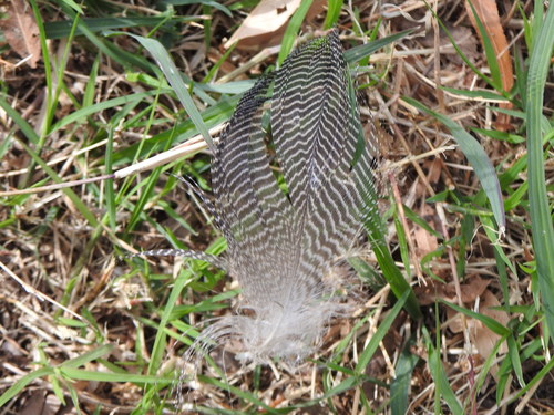 Plume de Canard chipeau