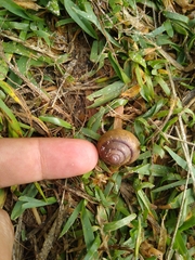 Pommerhelix insularis