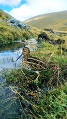 Gallinago andina