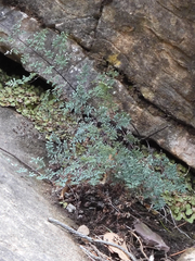 Argyrochosma limitanea