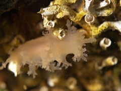 Dendronotus