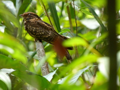 Hydropsalis maculicaudus