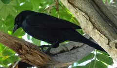 Ptiloxena atroviolacea