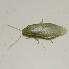 Panchlora thalassina