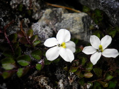 Lobelia glaberrima