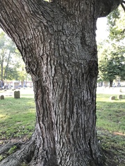 Acer saccharinum