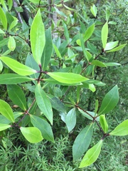 Pittosporum cornifolium