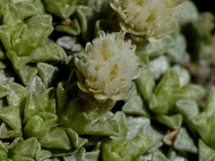 Raoulia parkii