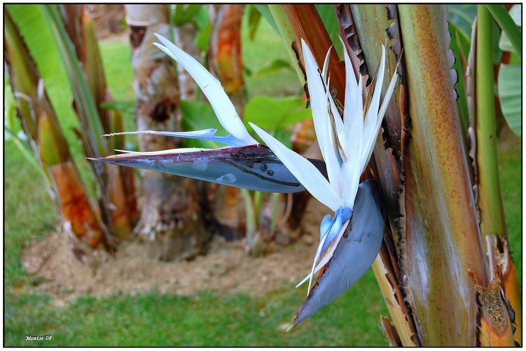 giant bird-of-paradise (Landscaping Plants, Erf 2013, Piesang Valley Road,  Plettenberg Bay) · iNaturalist