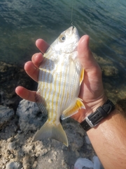 Archosargus rhomboidalis