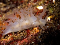 Dendronotus
