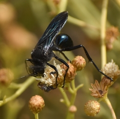 Stangeella cyaniventris