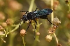 Stangeella cyaniventris