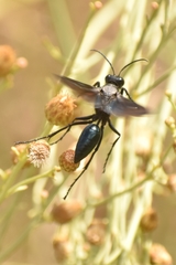 Stangeella cyaniventris