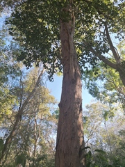 Pterocarpus acapulcensis