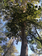 Pterocarpus acapulcensis