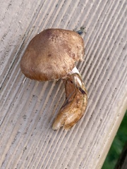 Inocybe cinnamomea