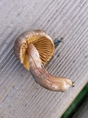 Inocybe cinnamomea