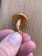 Inocybe cinnamomea