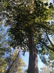Pterocarpus acapulcensis