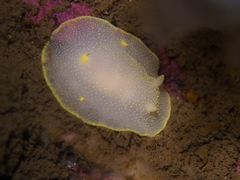 Cadlina laevis