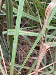 Carex ultra