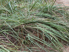 Carex ultra
