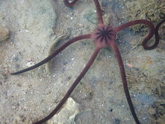 Ophiopsammus maculata