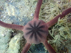 Ophiopsammus maculata