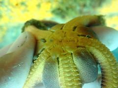 Ophiopsammus maculata