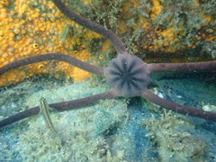 Ophiopsammus maculata