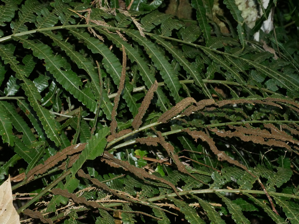 Bolbitis angustipinna