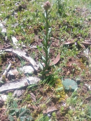 Stackhousia spathulata