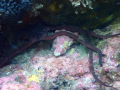 Ophiopsammus maculata