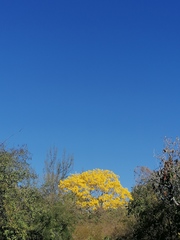 Handroanthus chrysanthus
