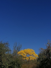 Handroanthus chrysanthus