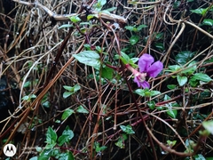 Cuphea calaminthifolia