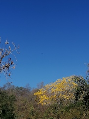 Handroanthus chrysanthus