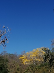 Handroanthus chrysanthus