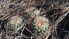 Mammillaria jaliscana jaliscana