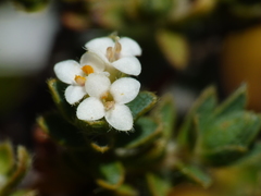 Pimelea oreophila hetera