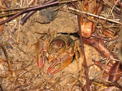 Lacunicambarus dalyae