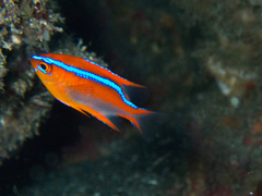 Neoglyphidodon crossi