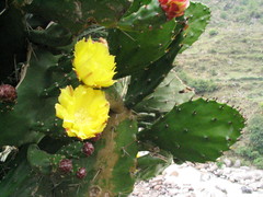 Opuntia monacantha