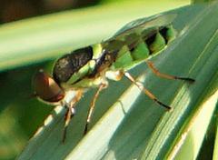 Odontomyia cincta