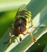 Odontomyia cincta