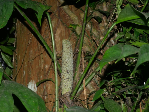 Epipremnum pinnatum