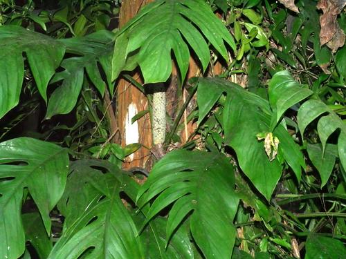 Epipremnum pinnatum