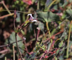 Pelargonium tabulare