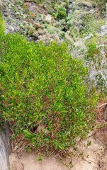Dodonaea viscosa spatulata